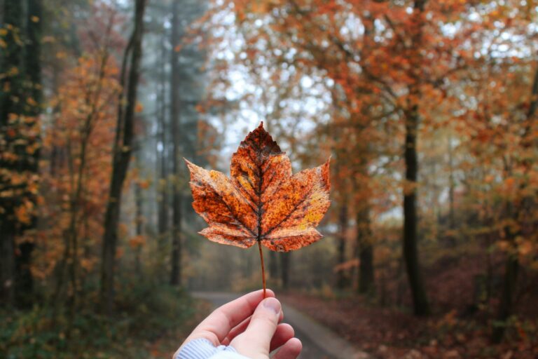 Jesienny liść w dłoni – slow life, uważność i kontakt z naturą