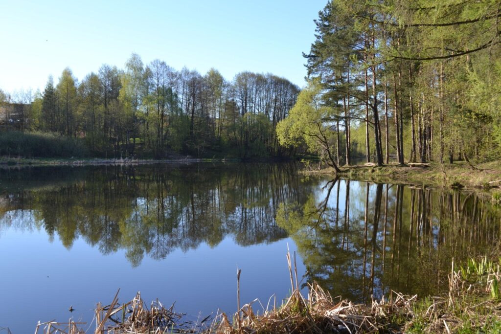 calm forest lake in the morning with still water and natural silence retreat setting